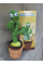 Музична іграшка Танцюючий Певучий Кактус Dancing Cactus TikTok